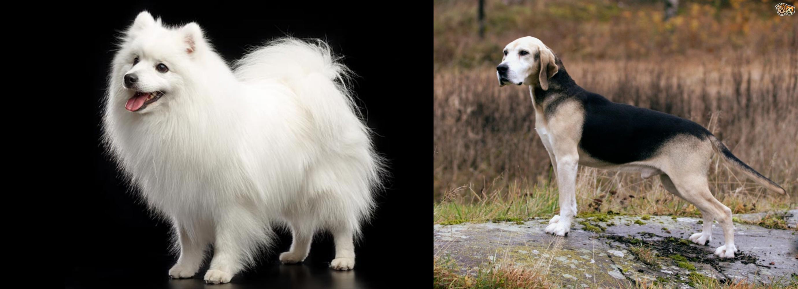 Japanese Spitz Vs Dunker Breed Comparison Mydogbreeds