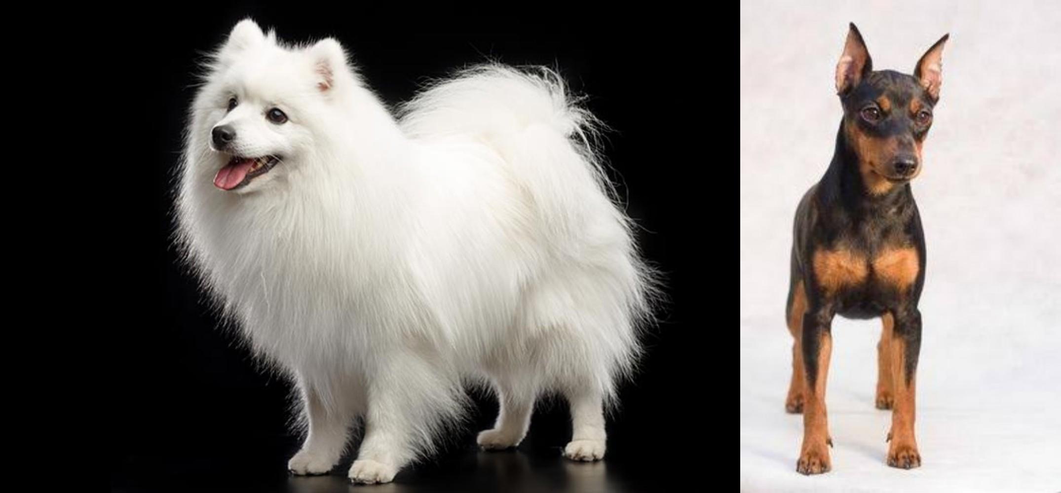 Miniature Pinscher vs Japanese Spitz Breed Comparison