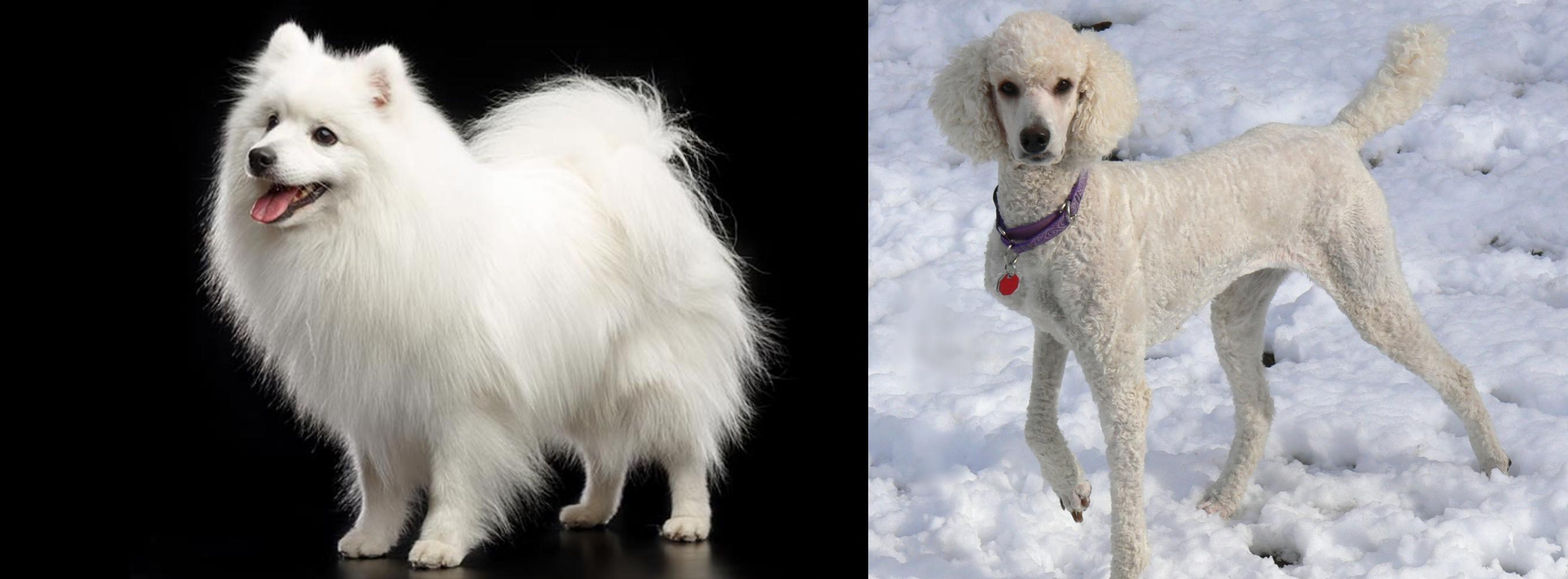 Japanese Spitz Vs Poodle Breed Comparison Mydogbreeds