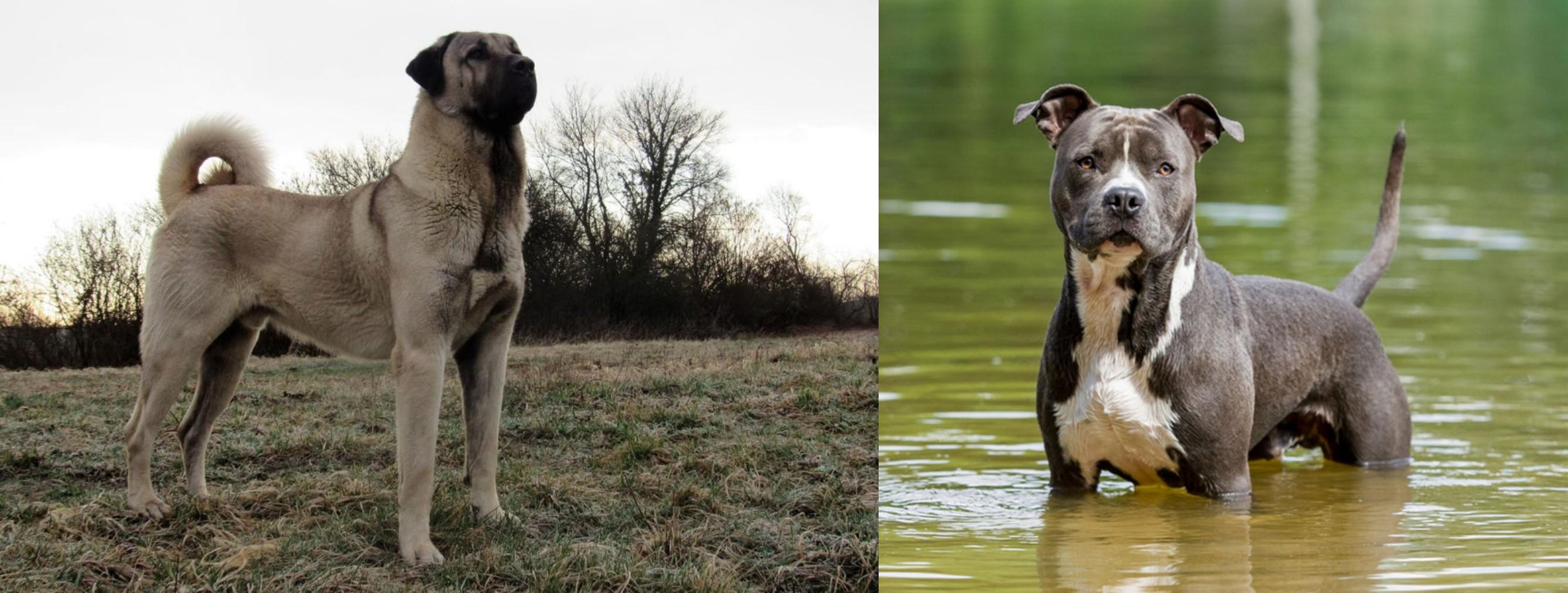 bottom feeder freshwater fish