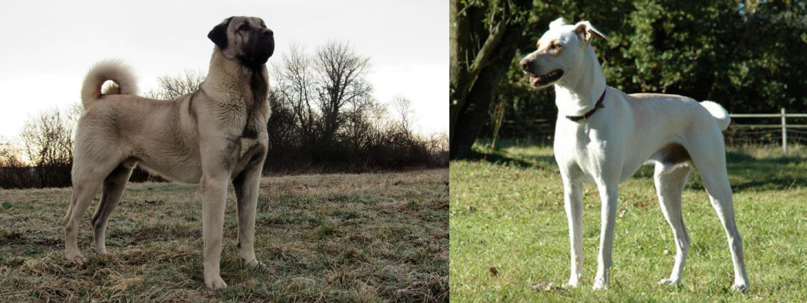 Kangal Dog Vs Cretan Hound Breed Comparison Mydogbreeds