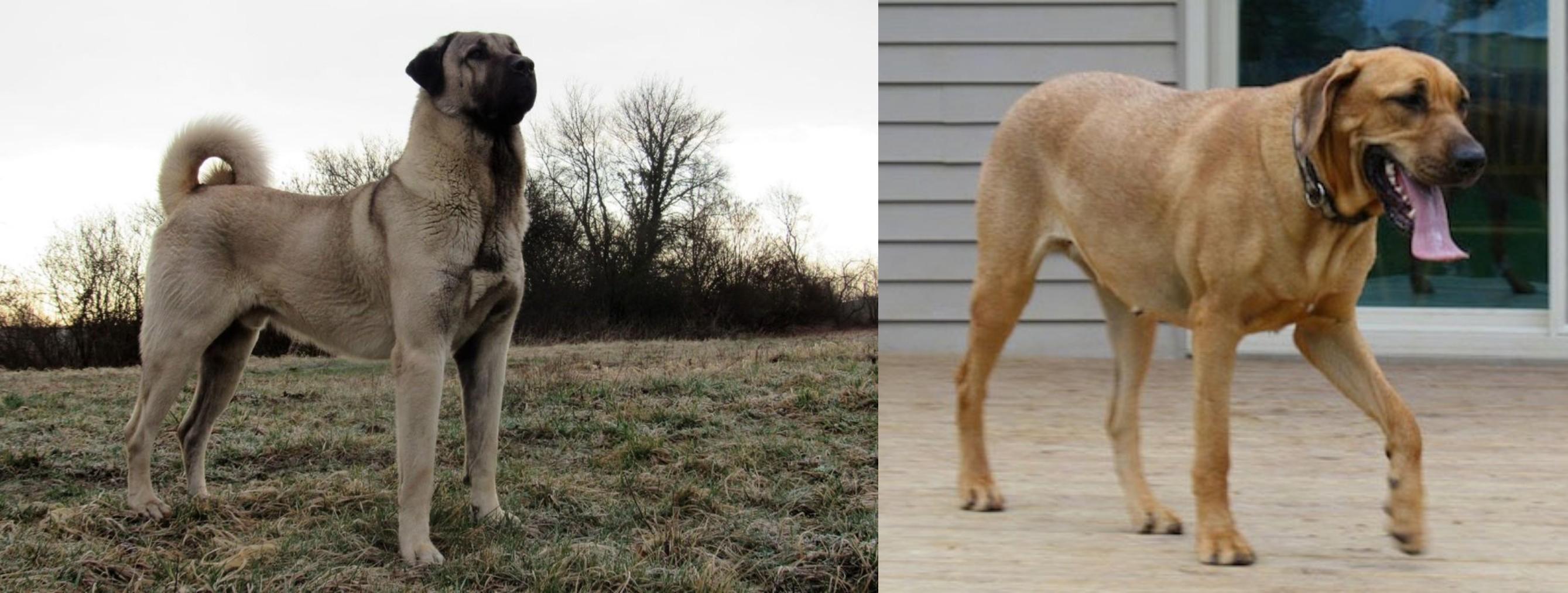 Kangal Dog Vs Danish Broholmer Breed Comparison
