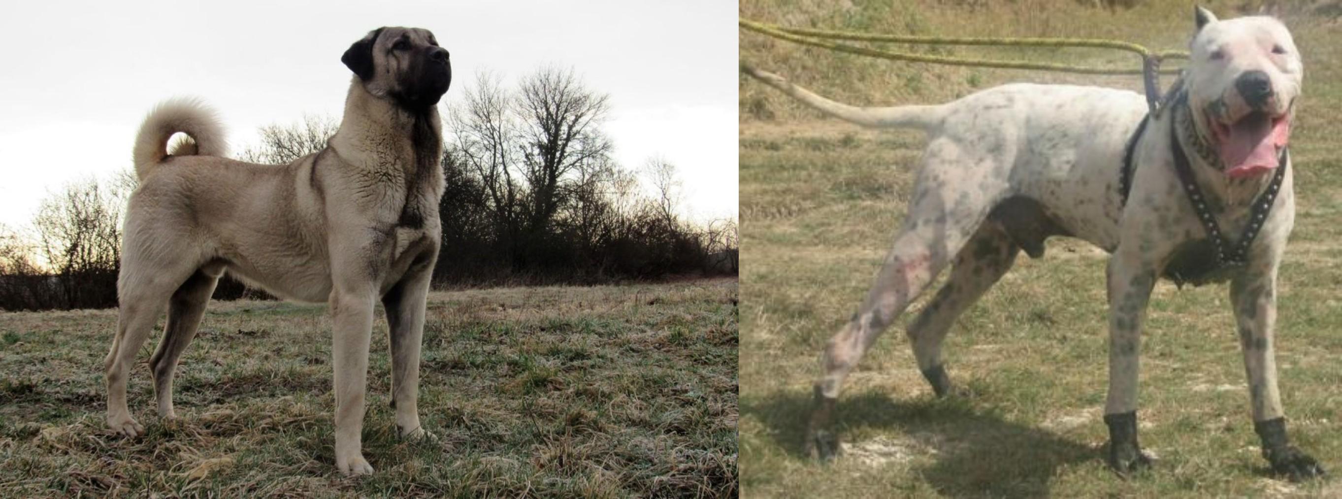 Kangal Dog Vs Gull Dong Breed Comparison Mydogbreeds