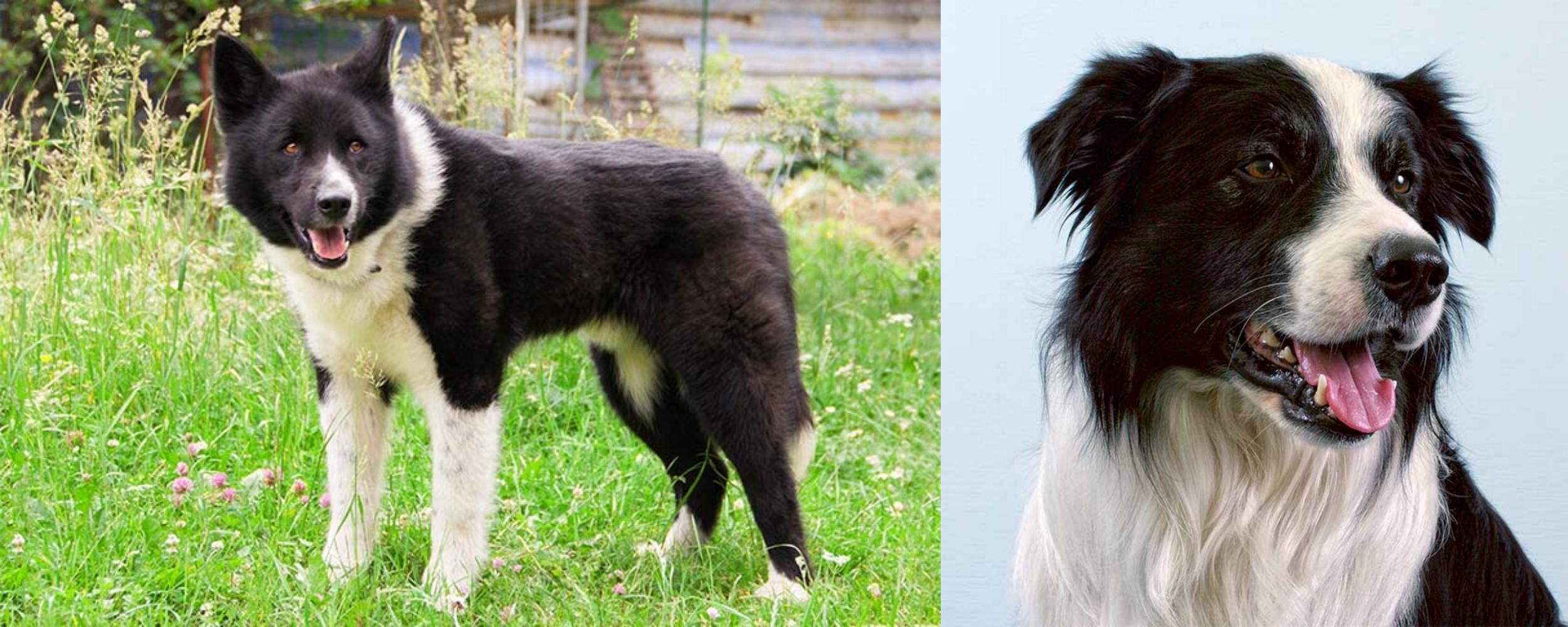 Karelian Bear Dog Vs Border Collie Breed Comparison