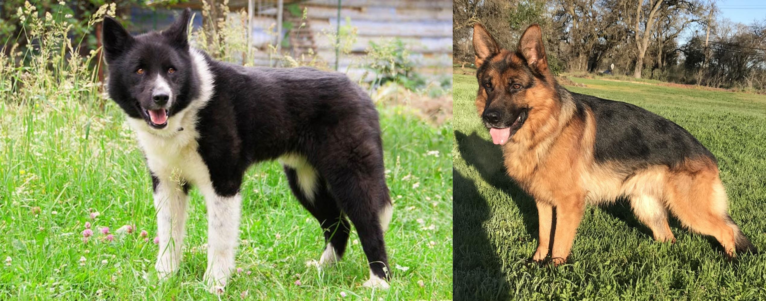 Karelian Bear Dog Vs German Shepherd Breed Comparison