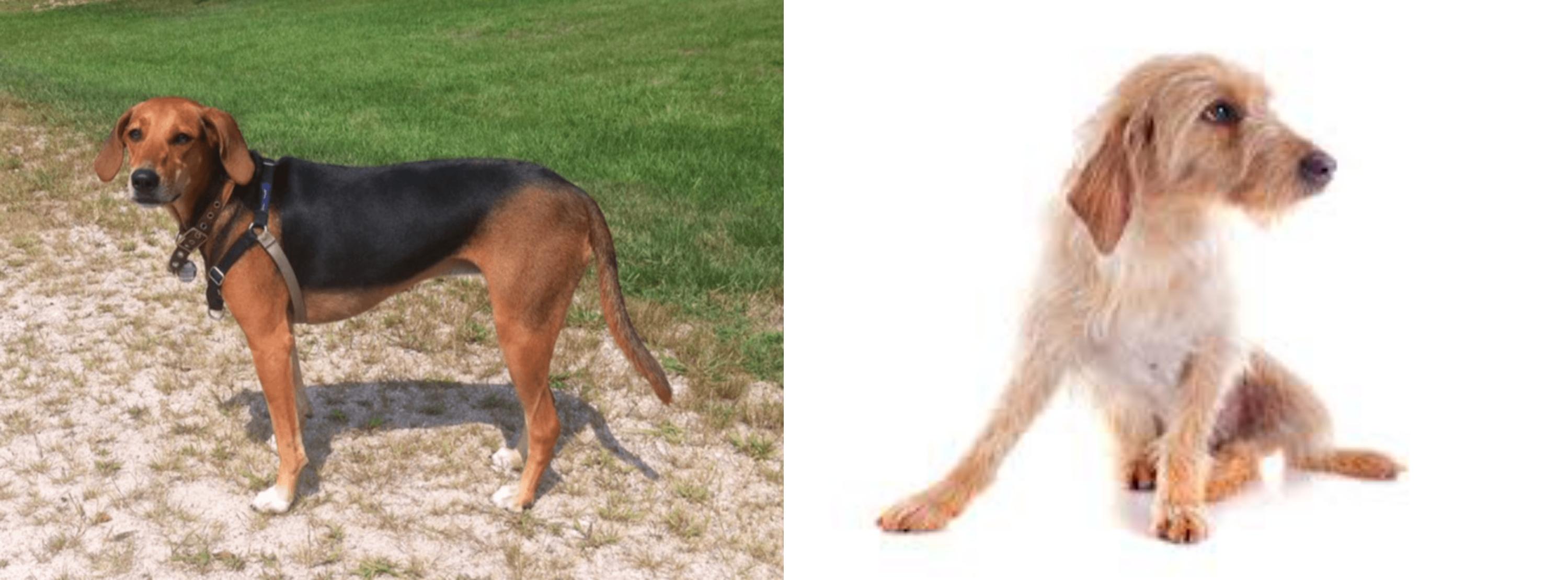 Kerry Beagle Vs Basset Fauve De Bretagne Breed Comparison