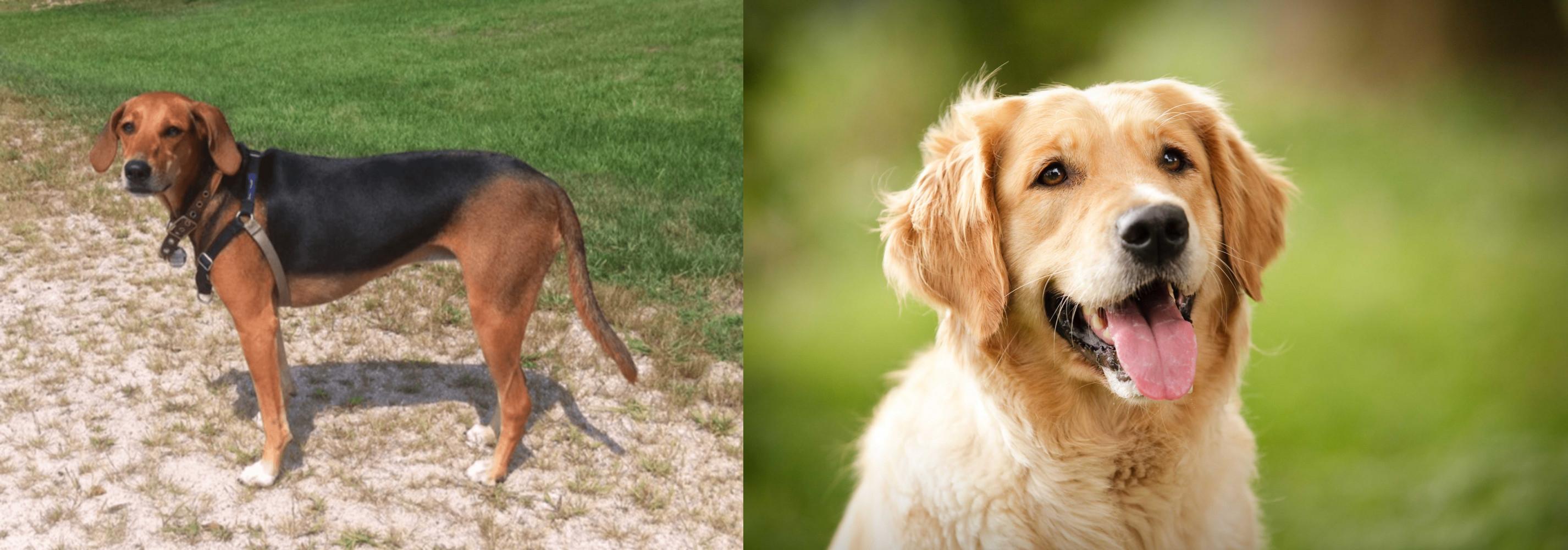 Kerry Beagle Vs Golden Retriever Breed Comparison