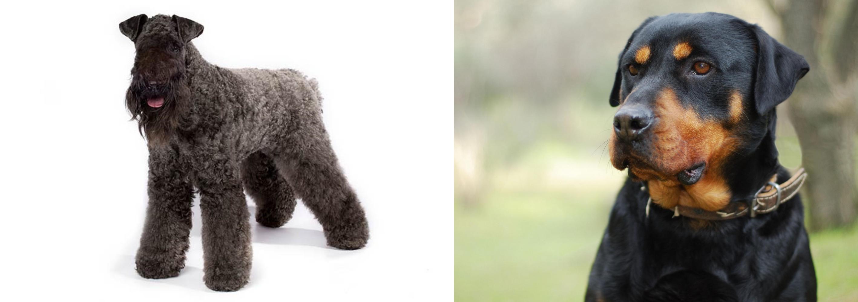 Kerry Blue Terrier Vs Rottweiler Breed Comparison