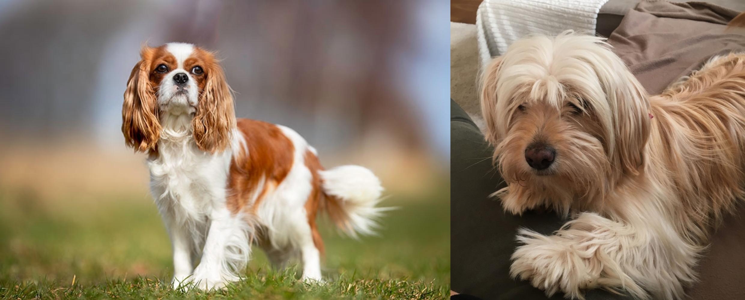 King Charles Spaniel Vs Cyprus Poodle Breed Comparison