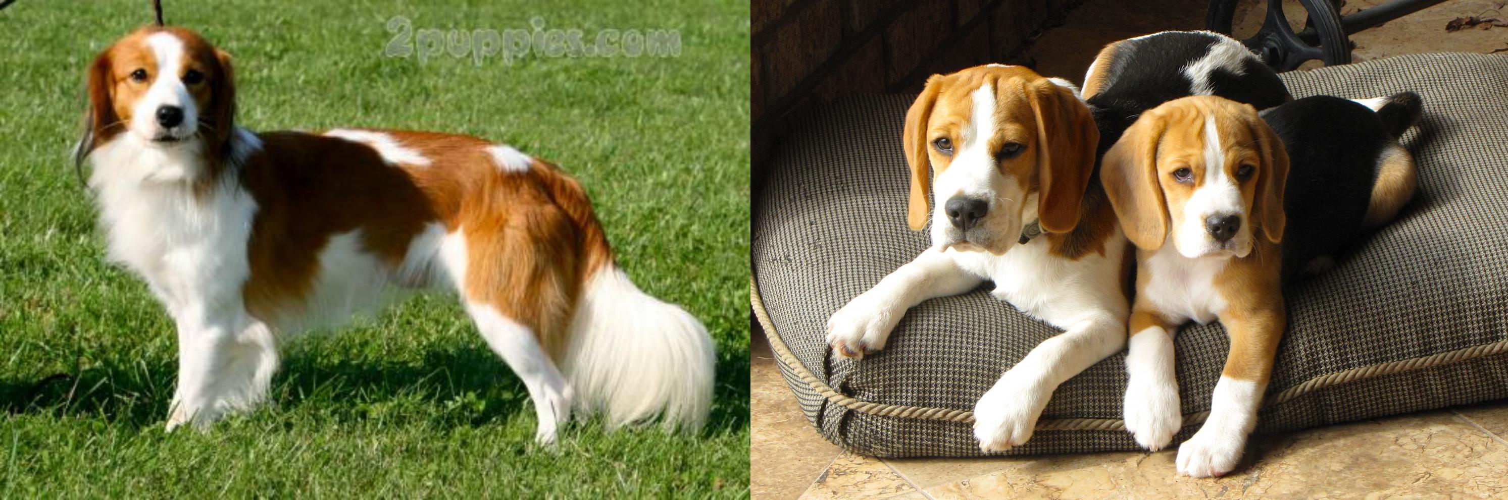 Kooikerhondje Vs Beagle Breed Comparison Mydogbreeds