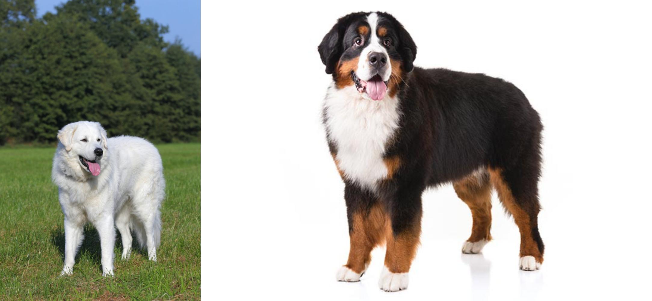 Kuvasz Vs Bernese Mountain Dog Breed Comparison