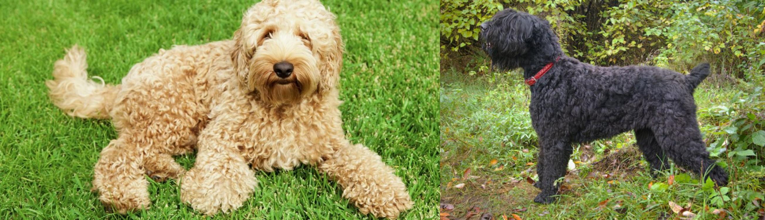 Labradoodle Vs Black Russian Terrier Breed Comparison