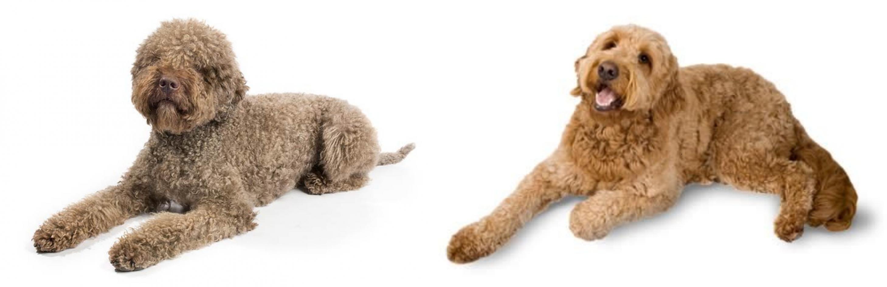 petsafe wireless fence add a collar