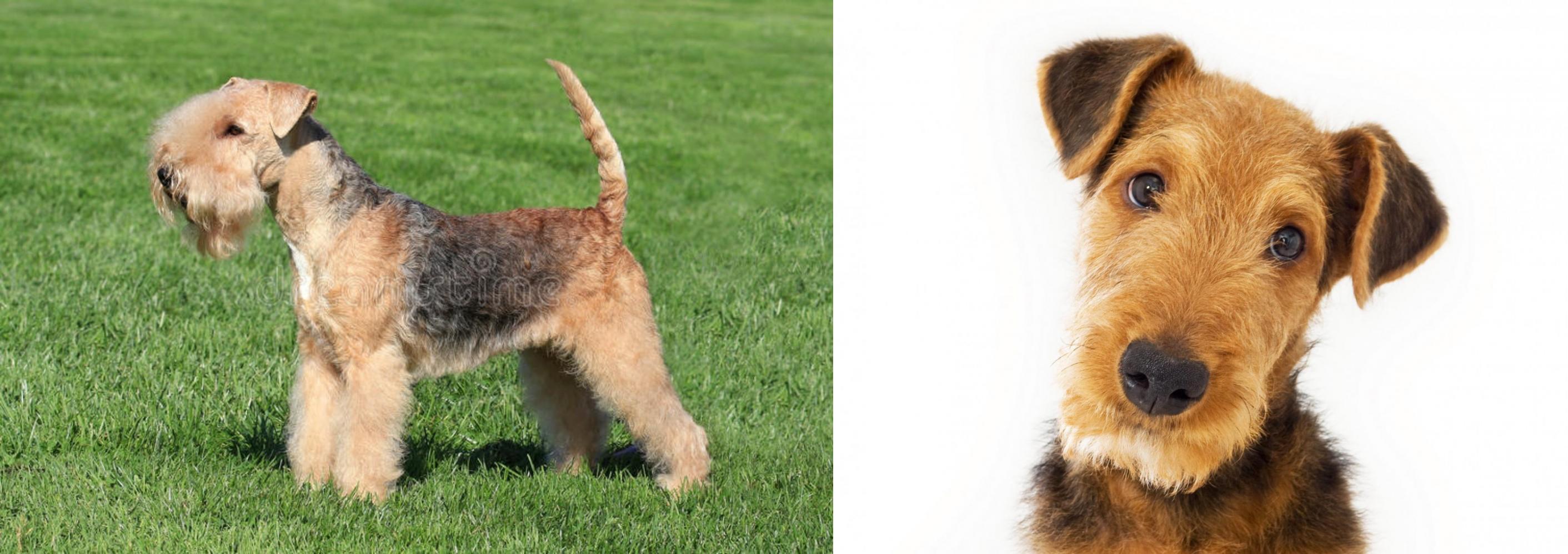 Lakeland Terrier Vs Airedale Terrier Breed Comparison