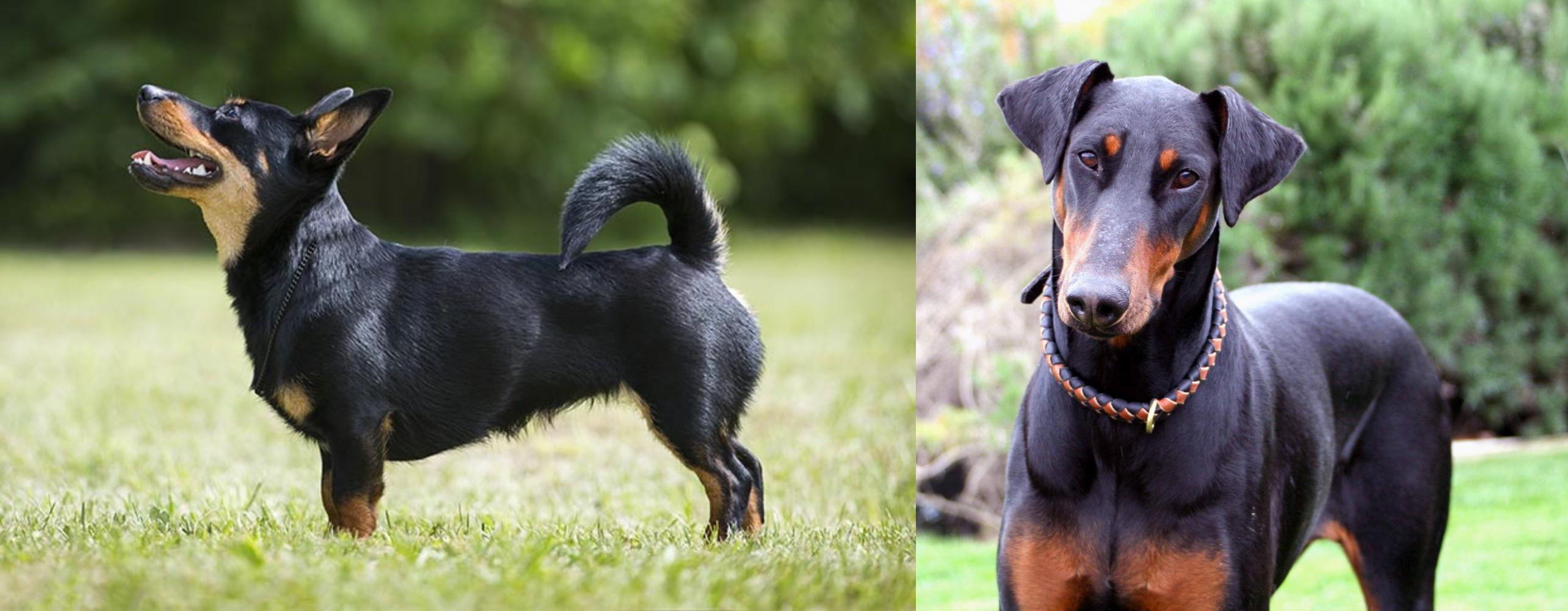 Lancashire Heeler vs Doberman Pinscher Breed Comparison