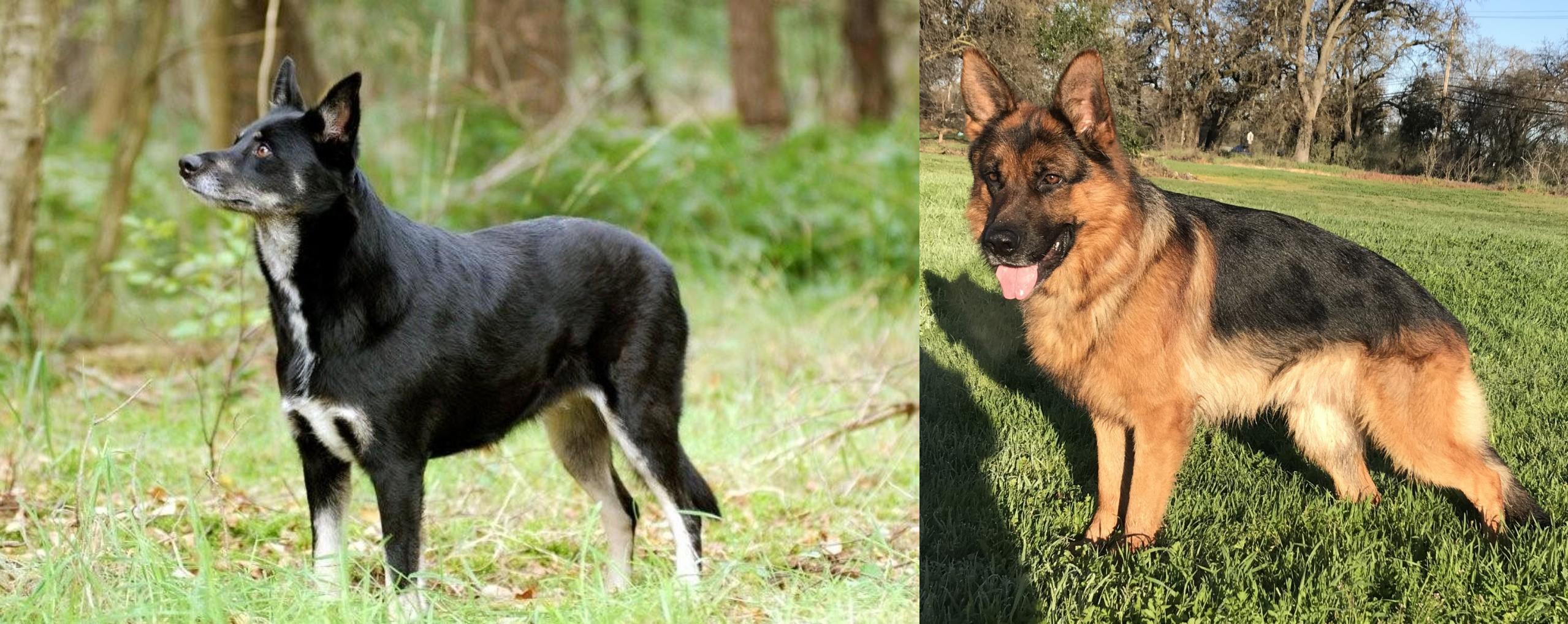 Lapponian Herder Vs German Shepherd Breed Comparison