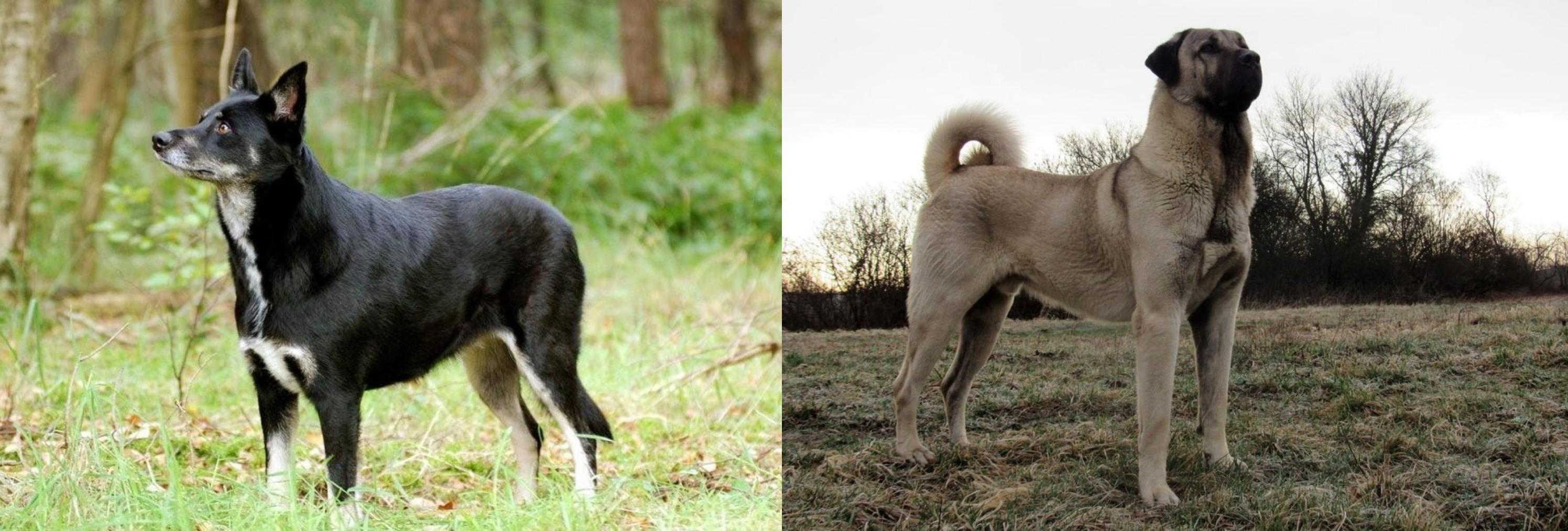 lapponian herder dog