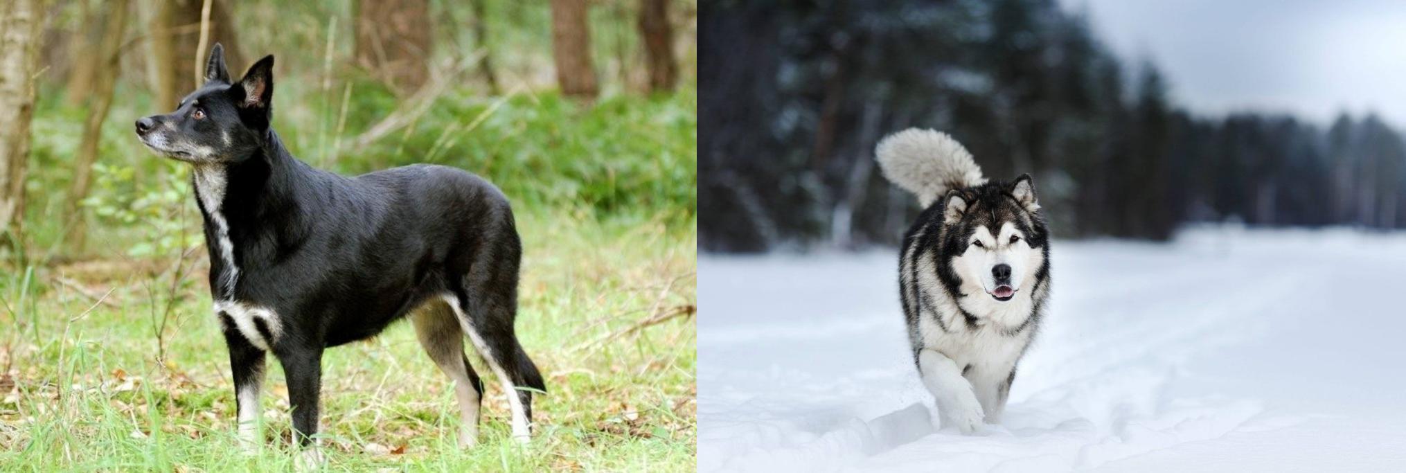 Lapponian Herder Vs Siberian Husky Breed Comparison
