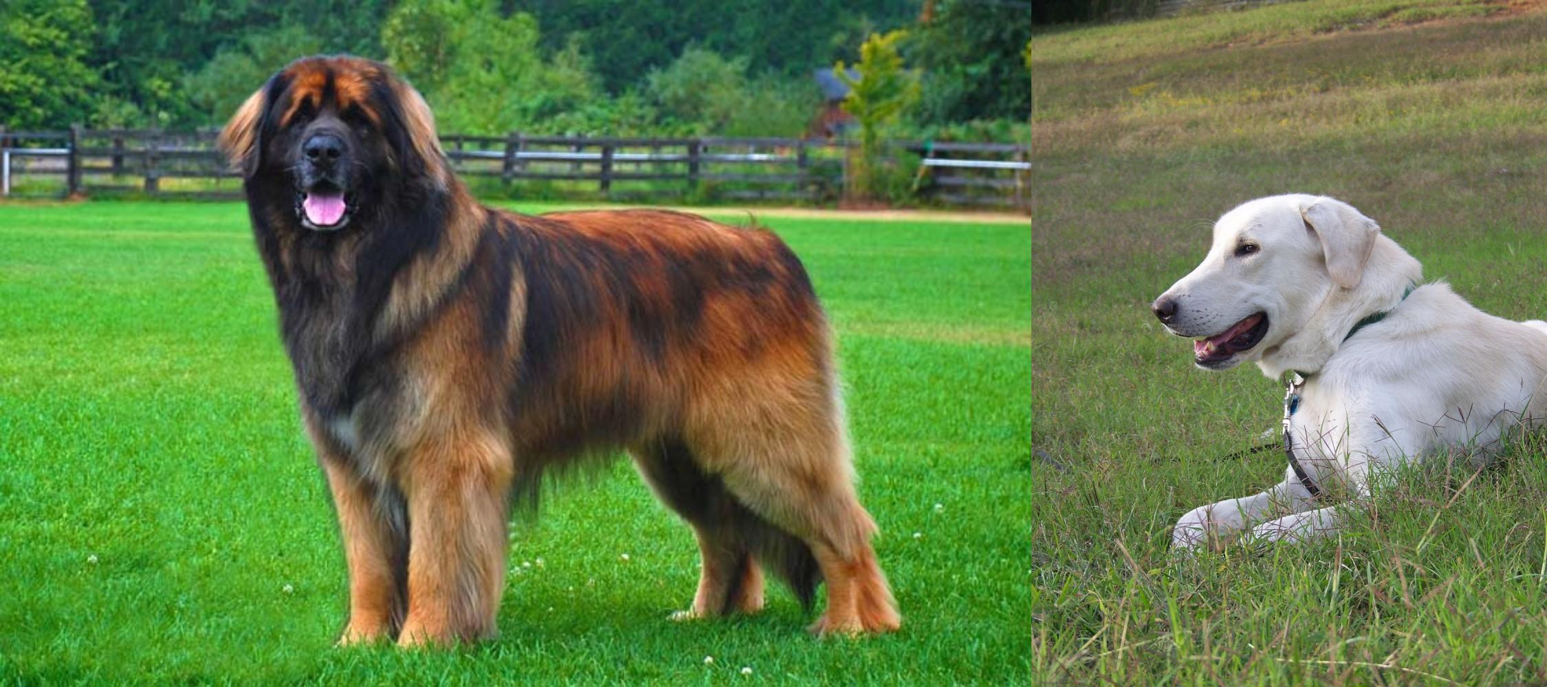 pictures of akbash dogs