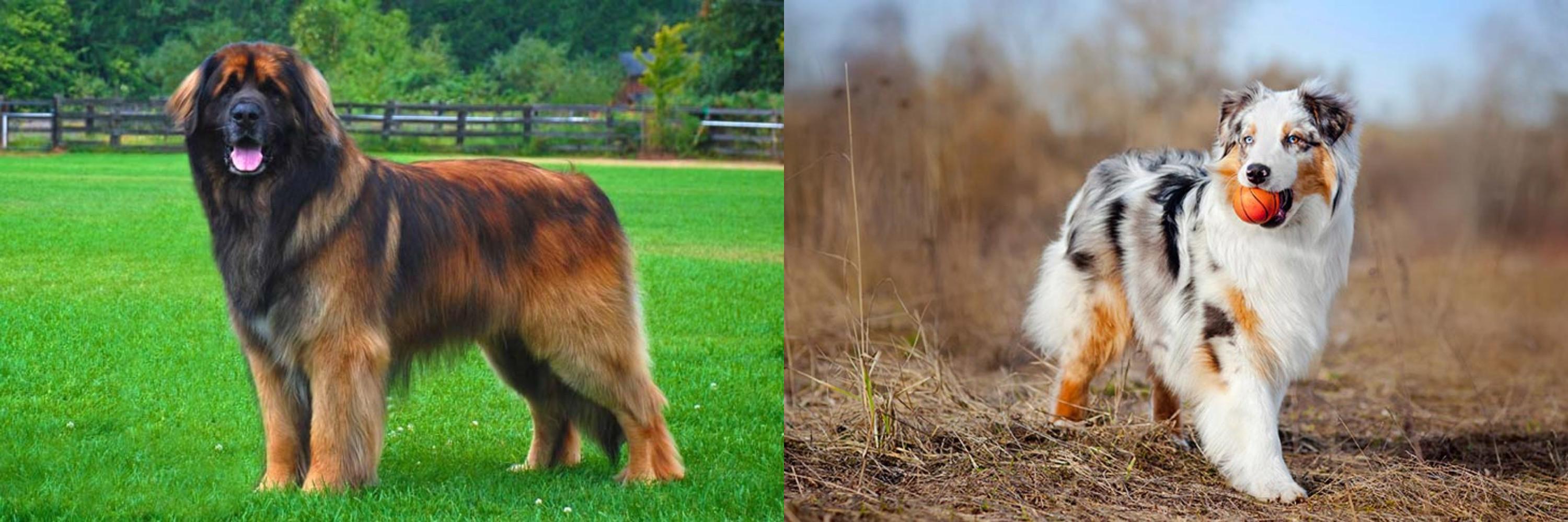 Leonberger Vs Australian Shepherd Breed Comparison