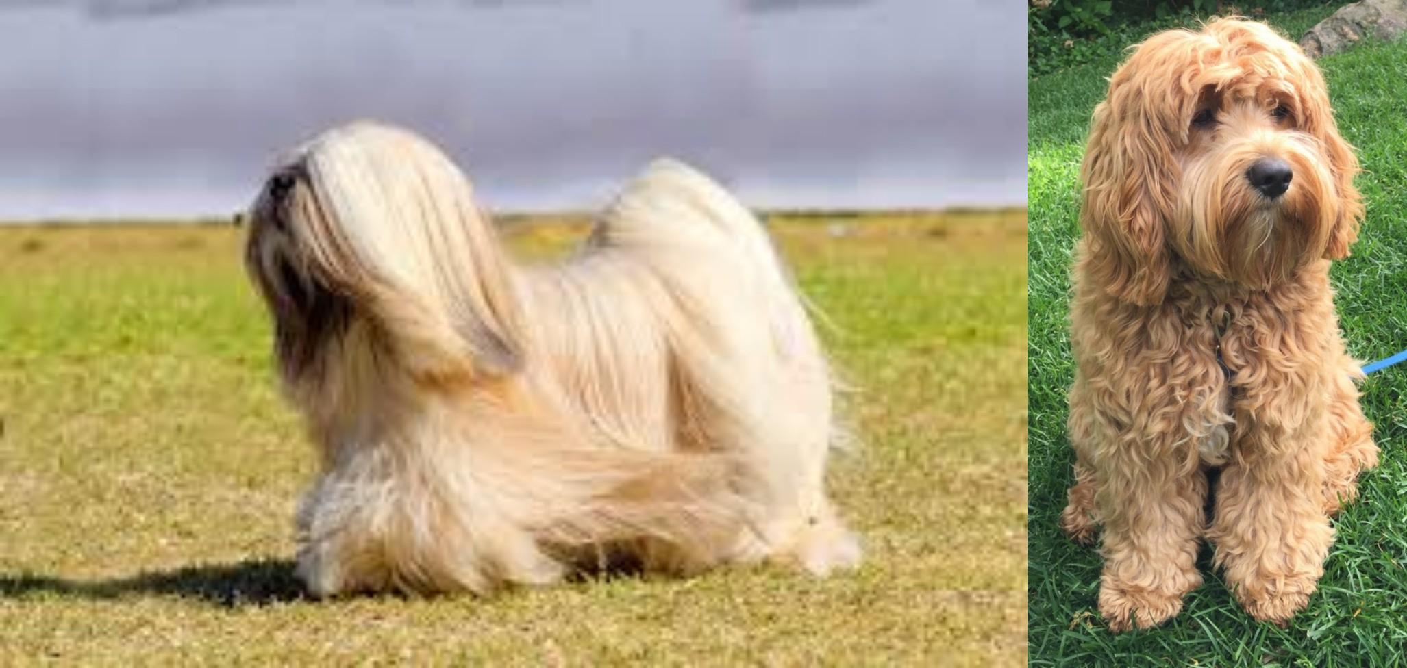 Lhasa Apso Vs Cockapoo Breed Comparison Mydogbreeds