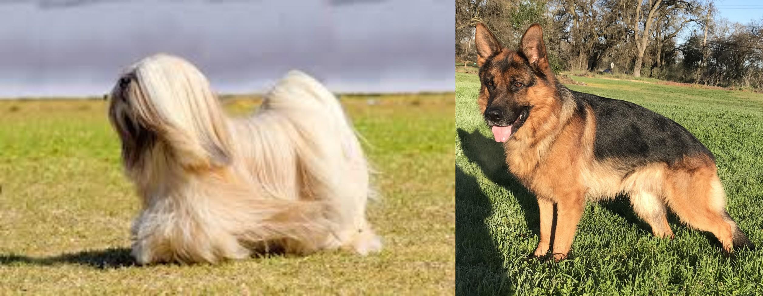 Lhasa Apso Vs German Shepherd Breed Comparison Mydogbreeds