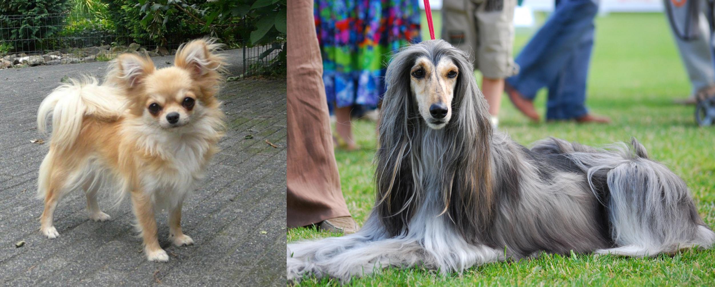 Long Haired Chihuahua Vs Afghan Hound Breed Comparison