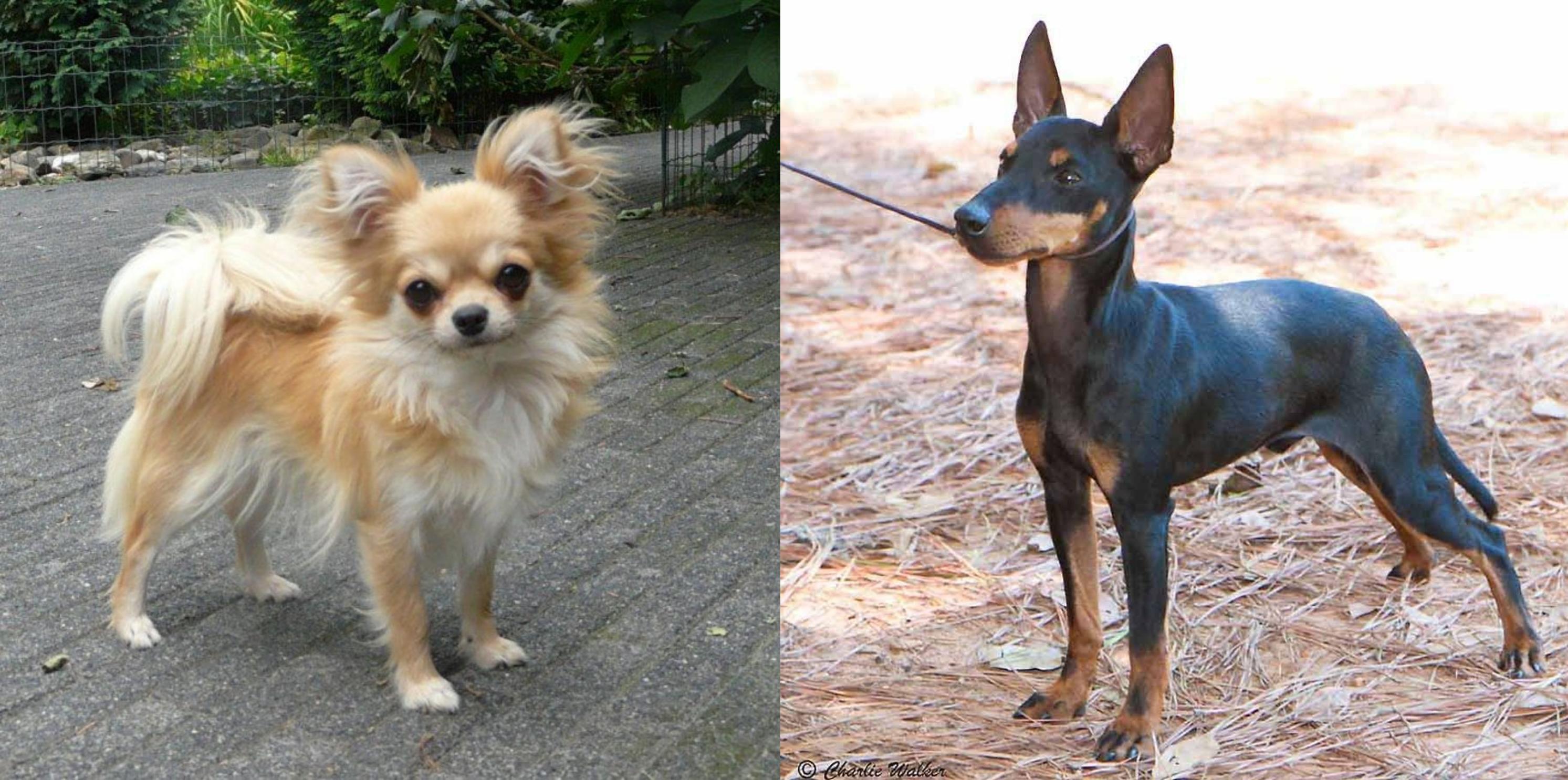 black and tan long haired chihuahua