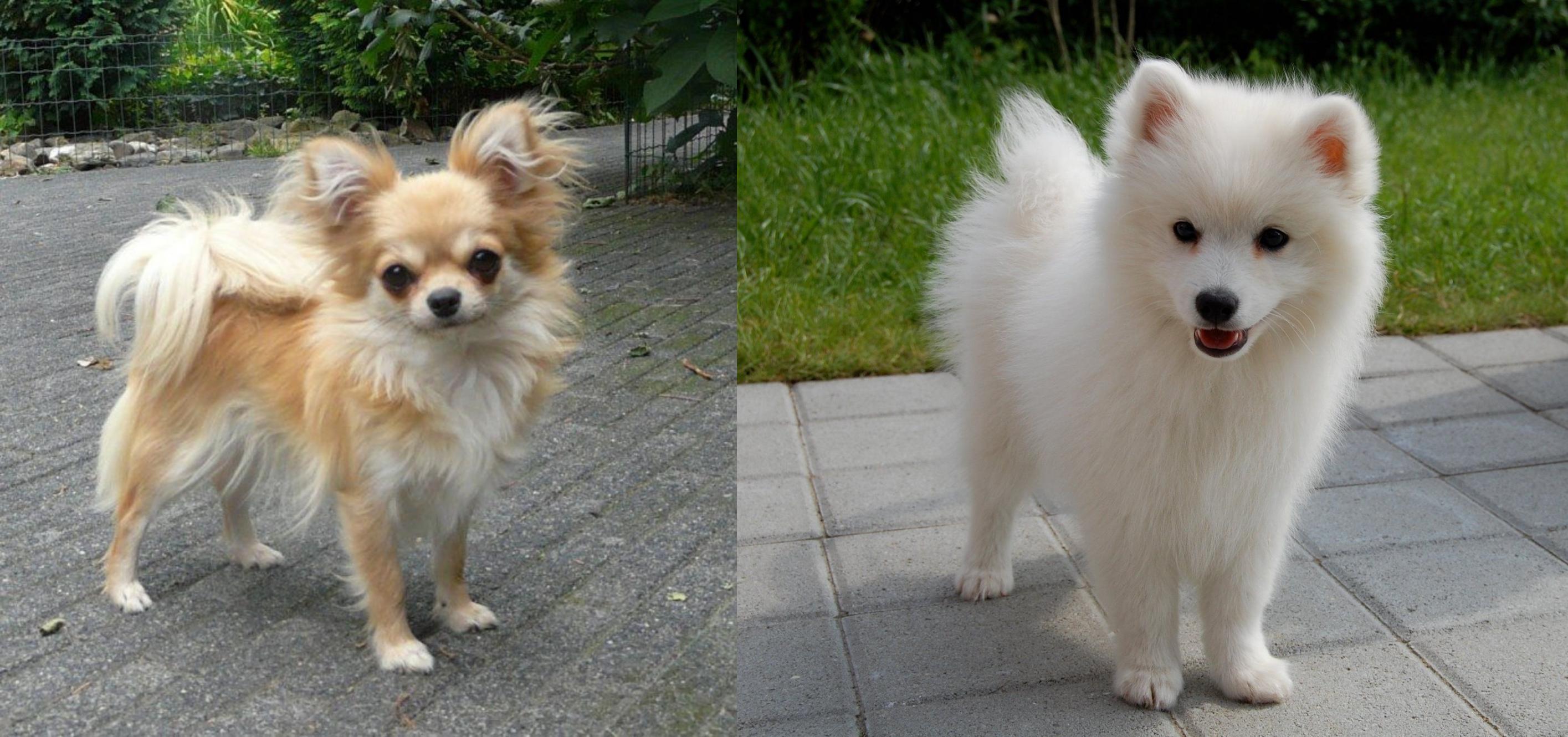 Spitz vs Long Haired Chihuahua Breed Comparison