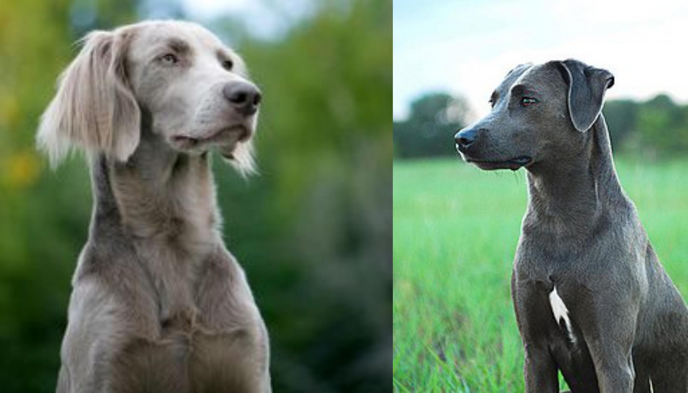 Longhaired Weimaraner Vs Blue Lacy Breed Comparison
