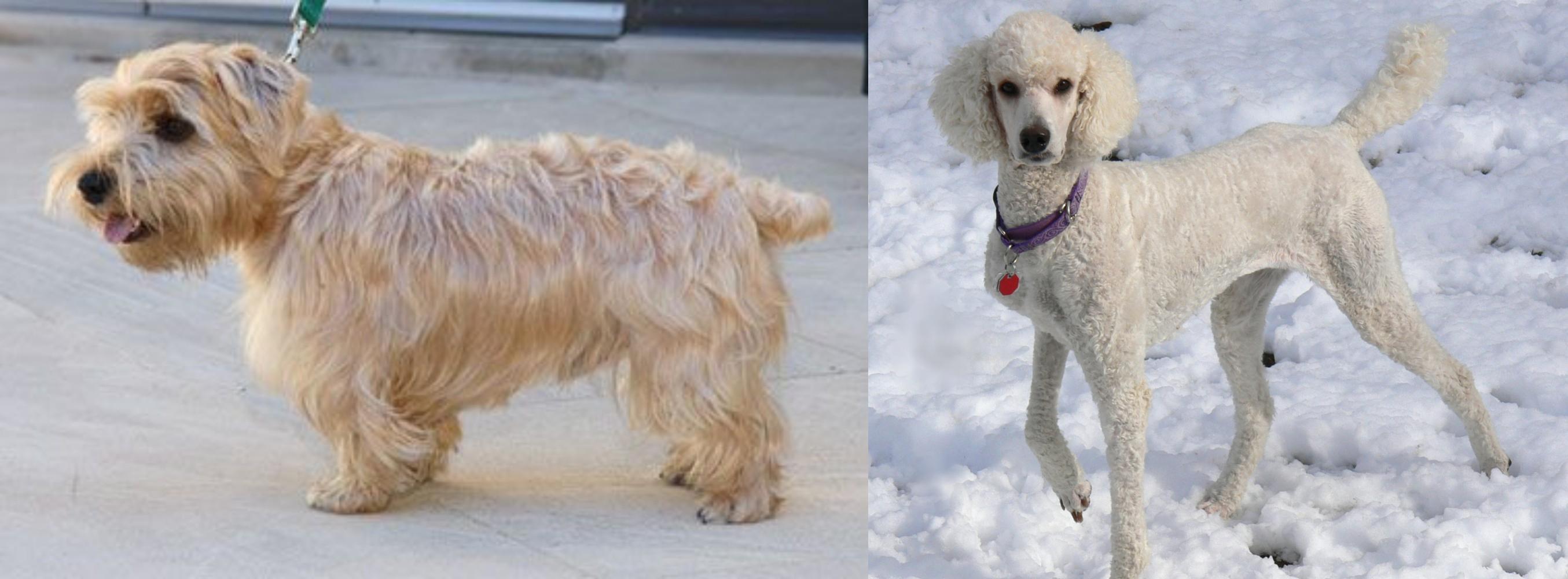 Lucas Terrier Vs Poodle Breed Comparison Mydogbreeds