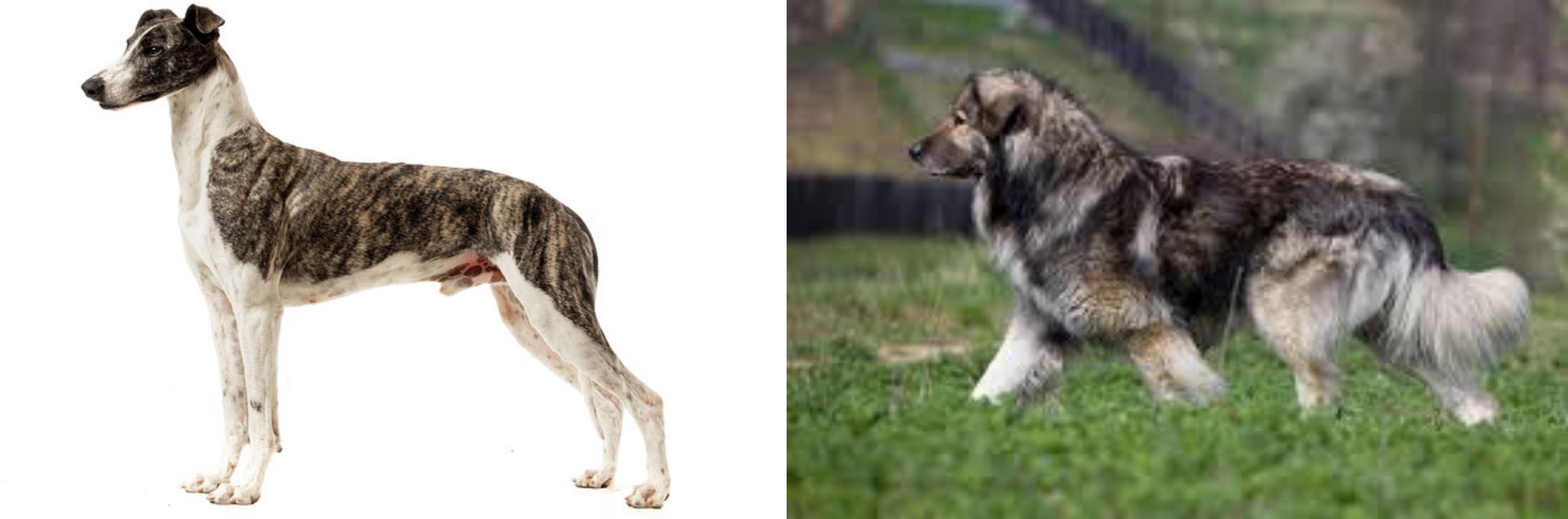 Magyar Agar Vs Carpatin Breed Comparison Mydogbreeds