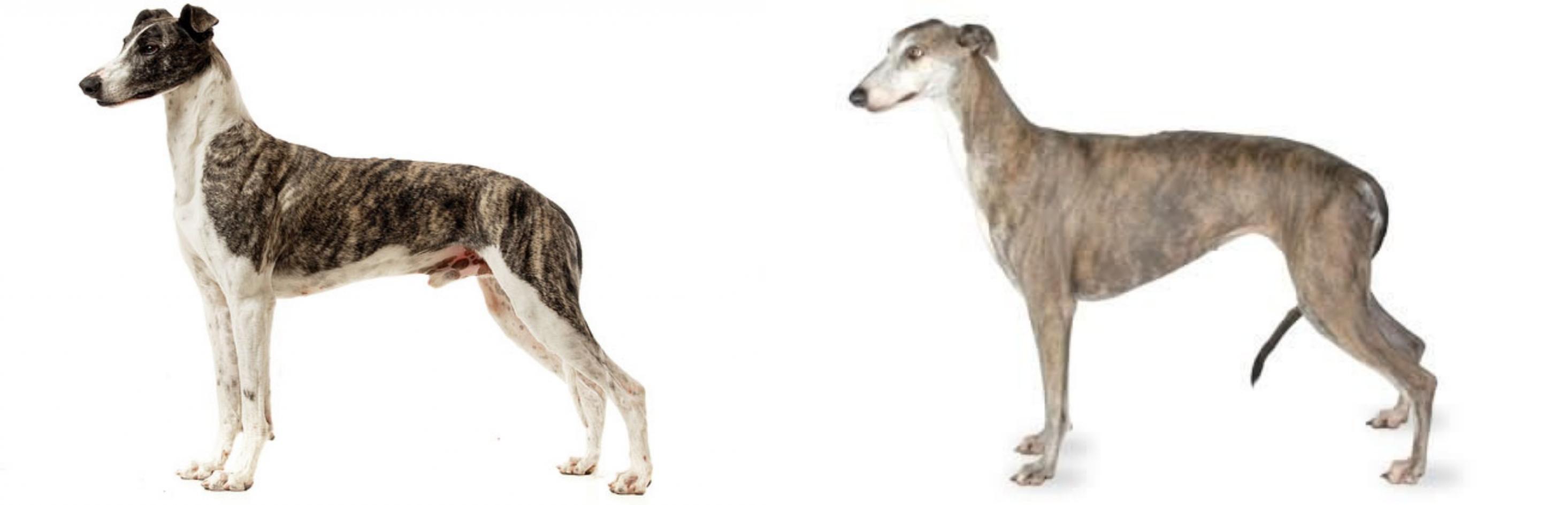 Magyar Agar Vs Greyhound Breed Comparison Mydogbreeds