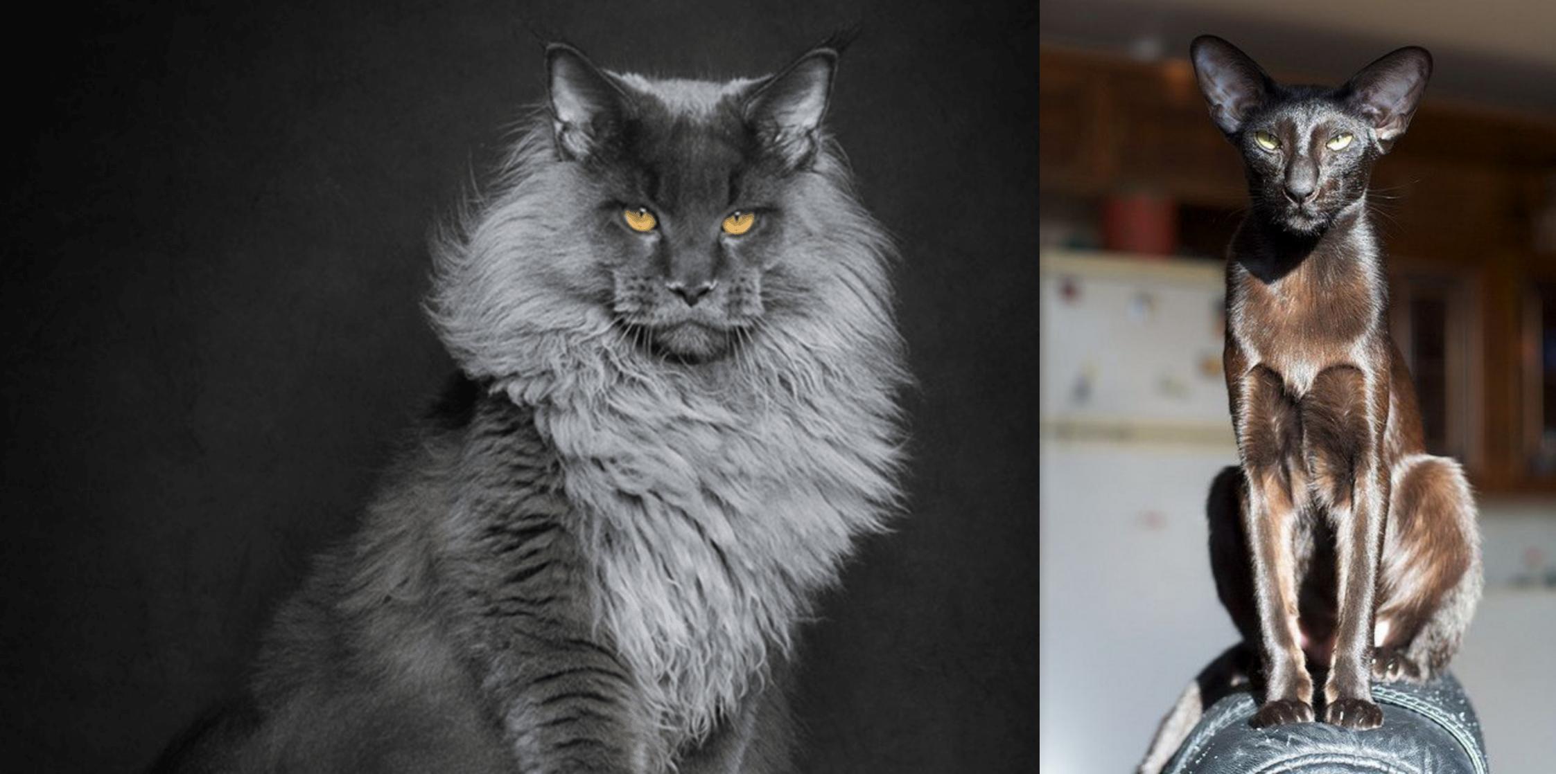 Oriental Shorthair vs Maine Coon Breed Comparison