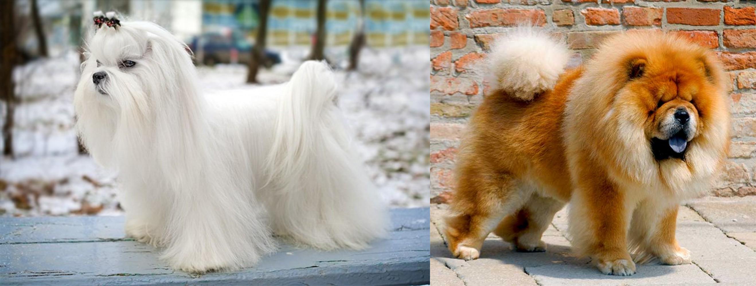 chow chow maltese