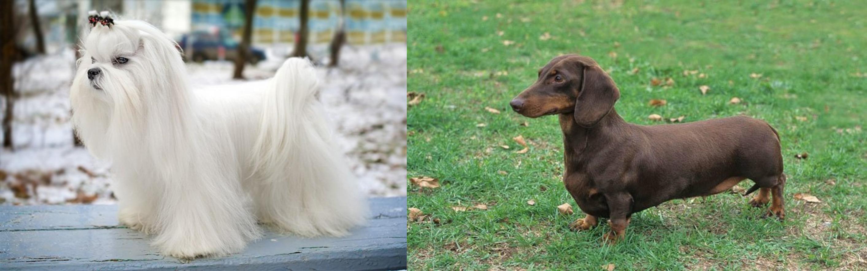 Maltese vs Dachshund Breed Comparison MyDogBreeds