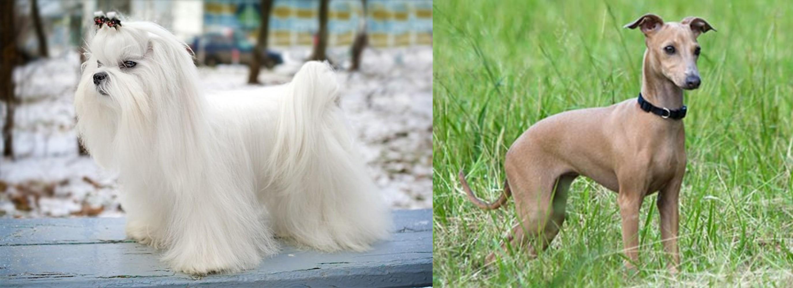Maltese vs Italian Greyhound Breed Comparison MyDogBreeds