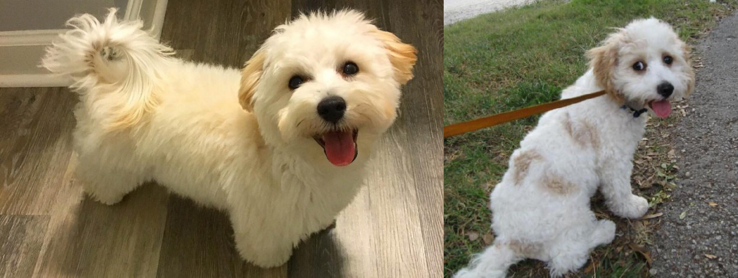 cavachon adults size