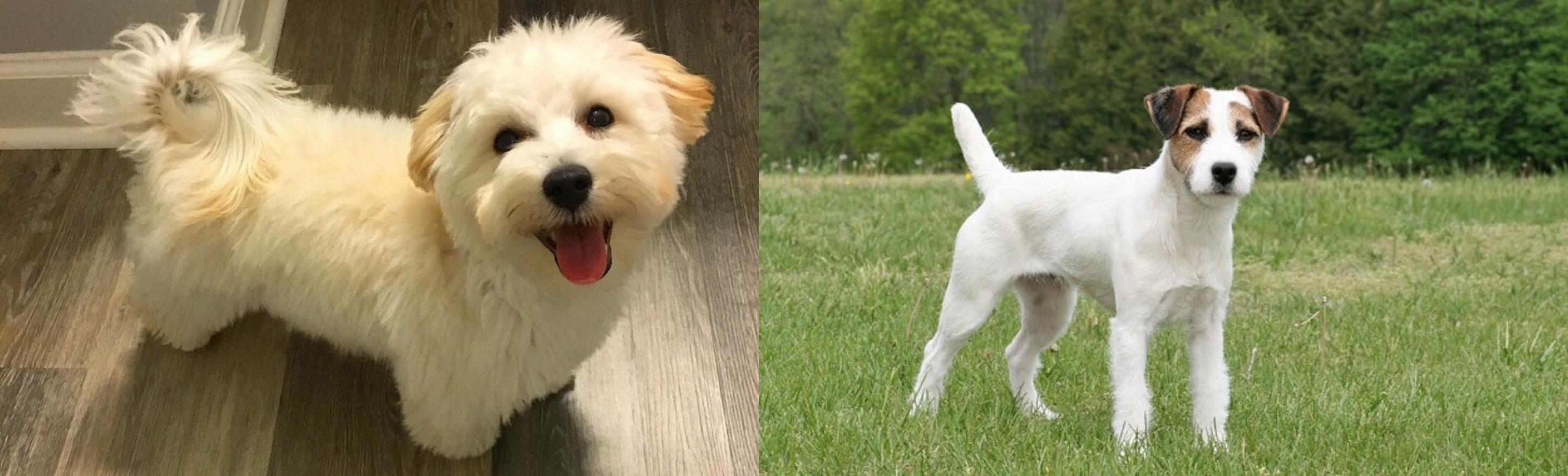chocolate goldendoodle puppies