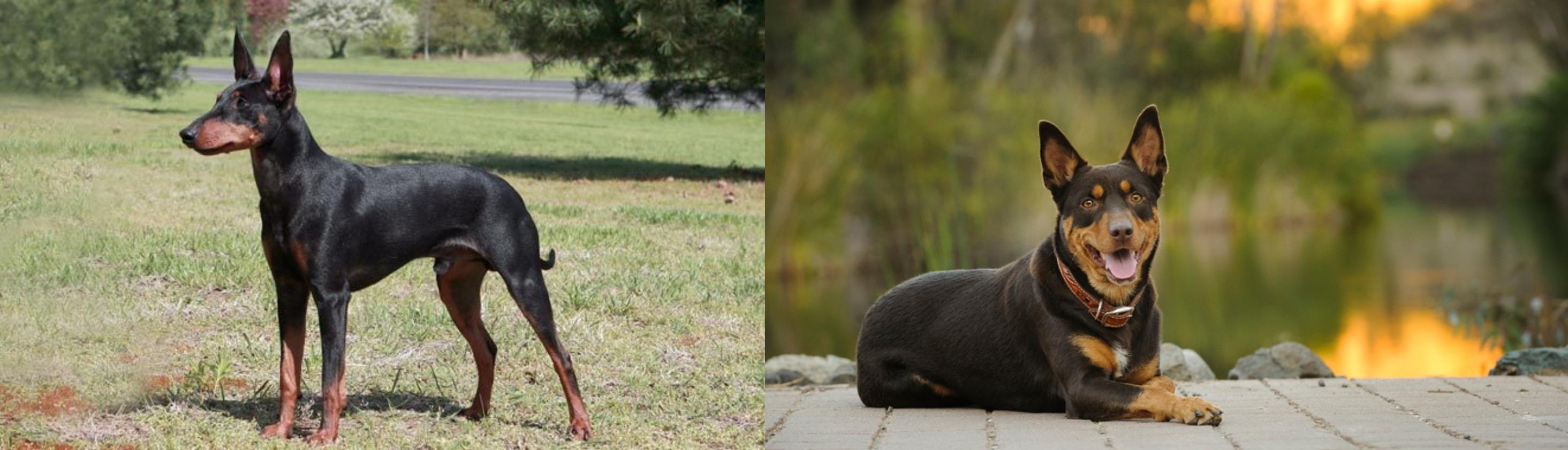 Manchester Terrier Vs Australian Kelpie Breed Comparison