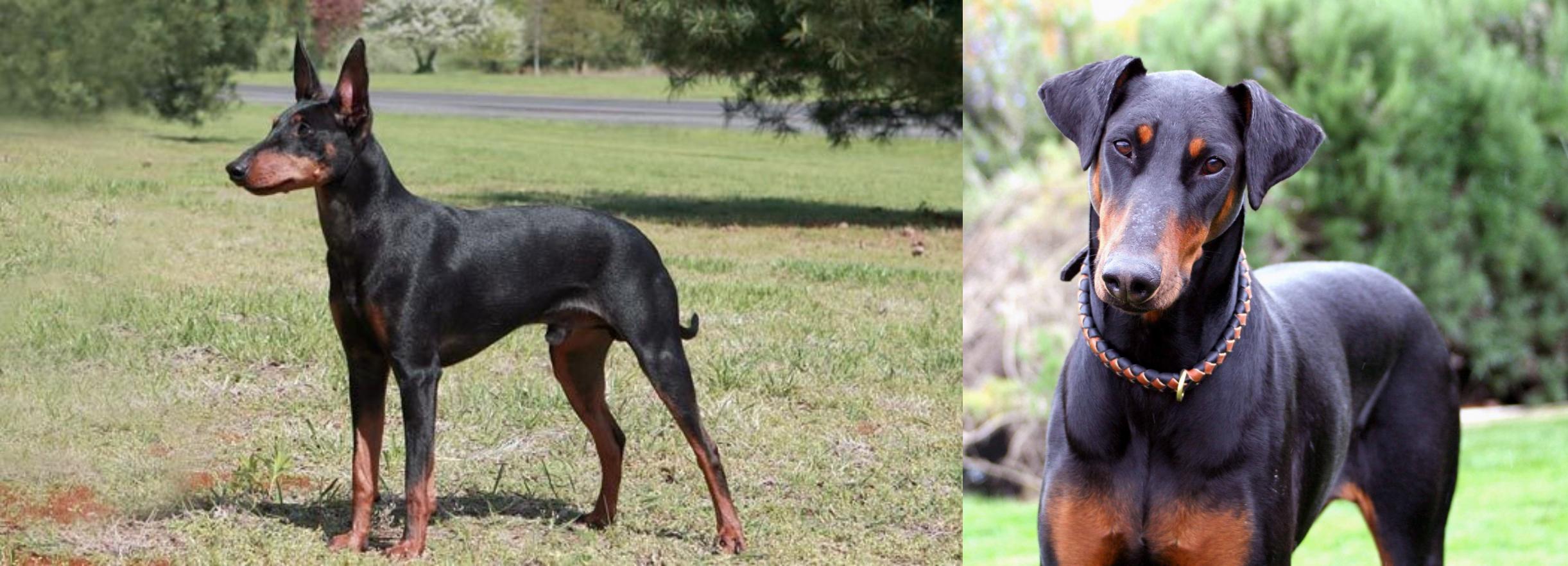 Manchester Terrier Vs Doberman Pinscher Breed Comparison