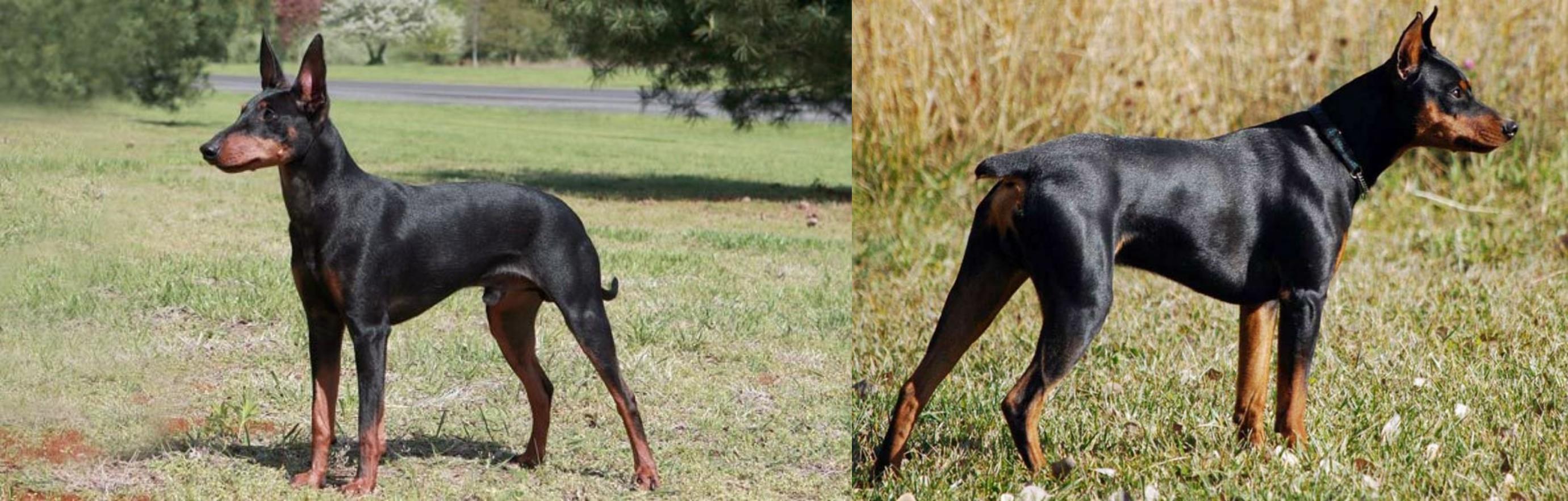 Manchester Terrier Vs German Pinscher Breed Comparison