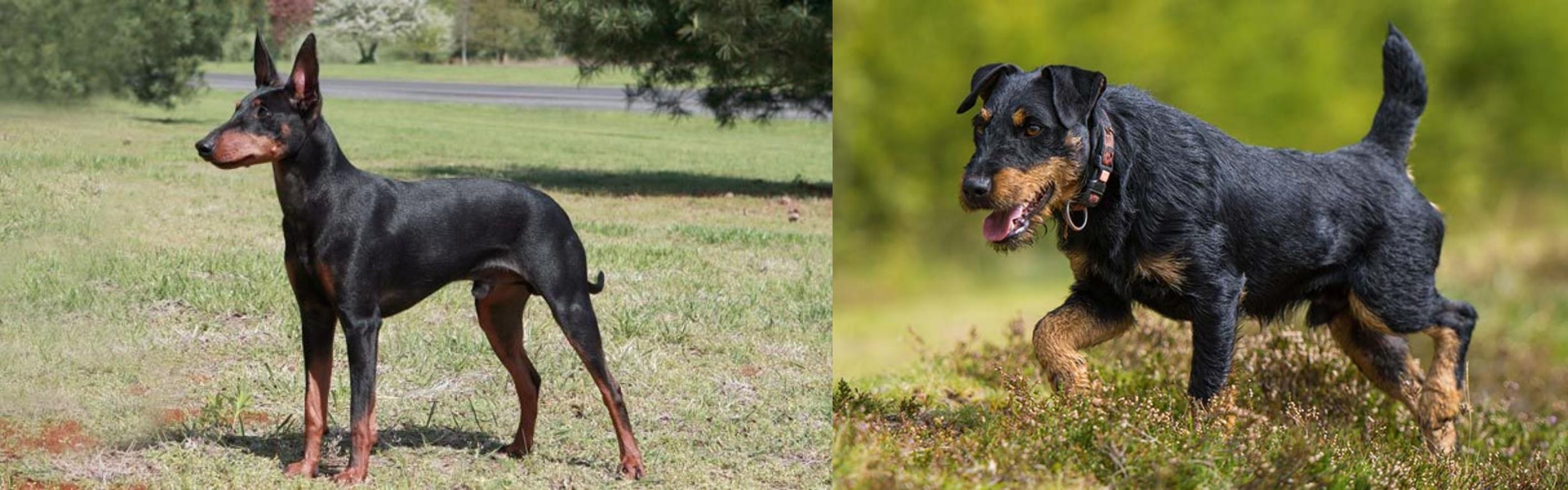 Manchester Terrier Vs Jagdterrier Breed Comparison