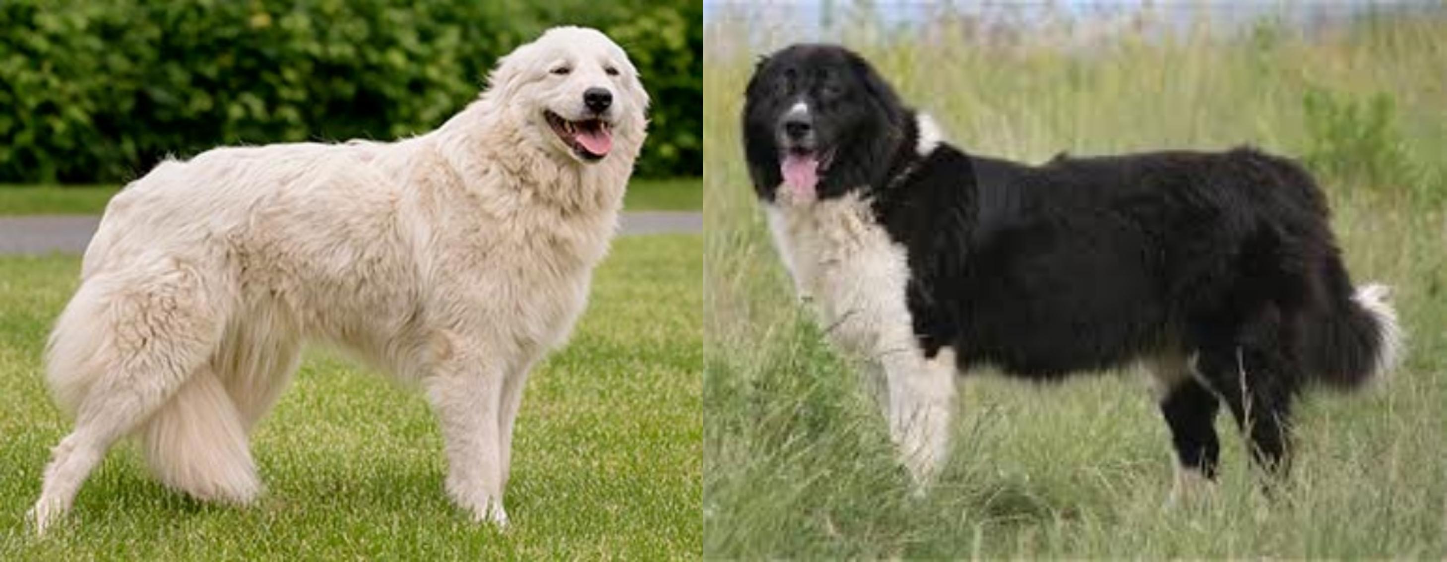 bulgarian shepherd dog