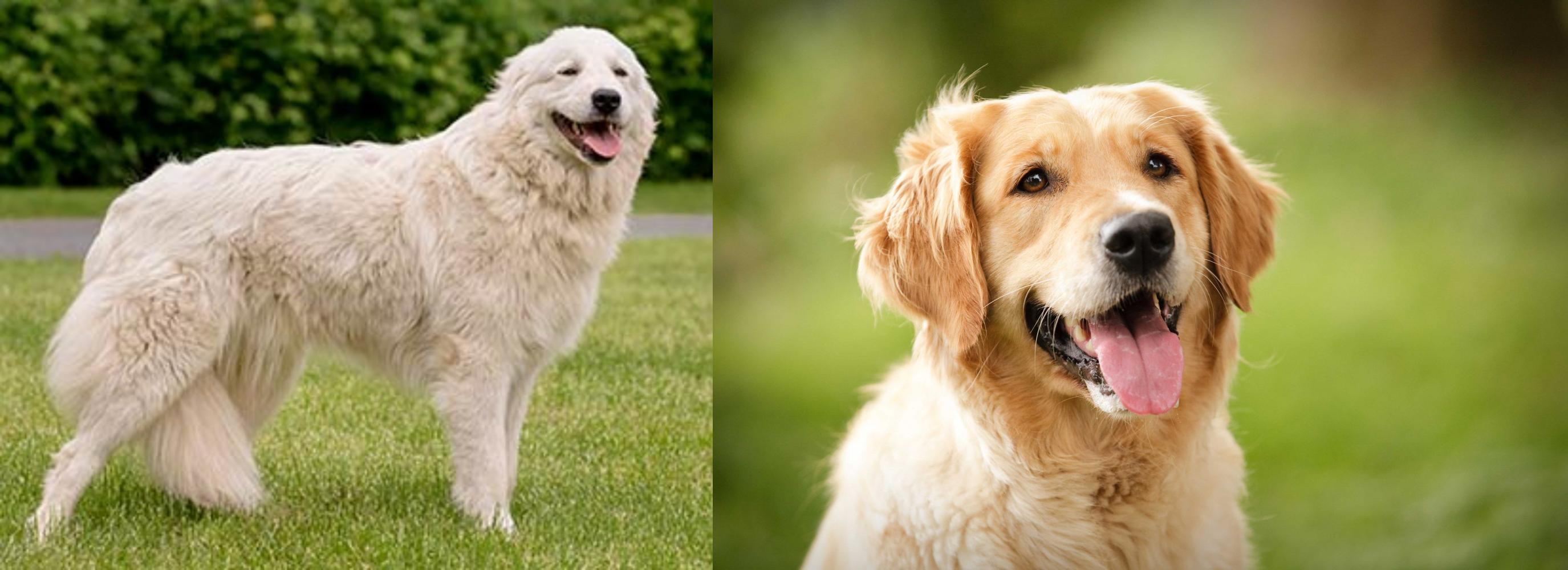 maremma cross golden retriever