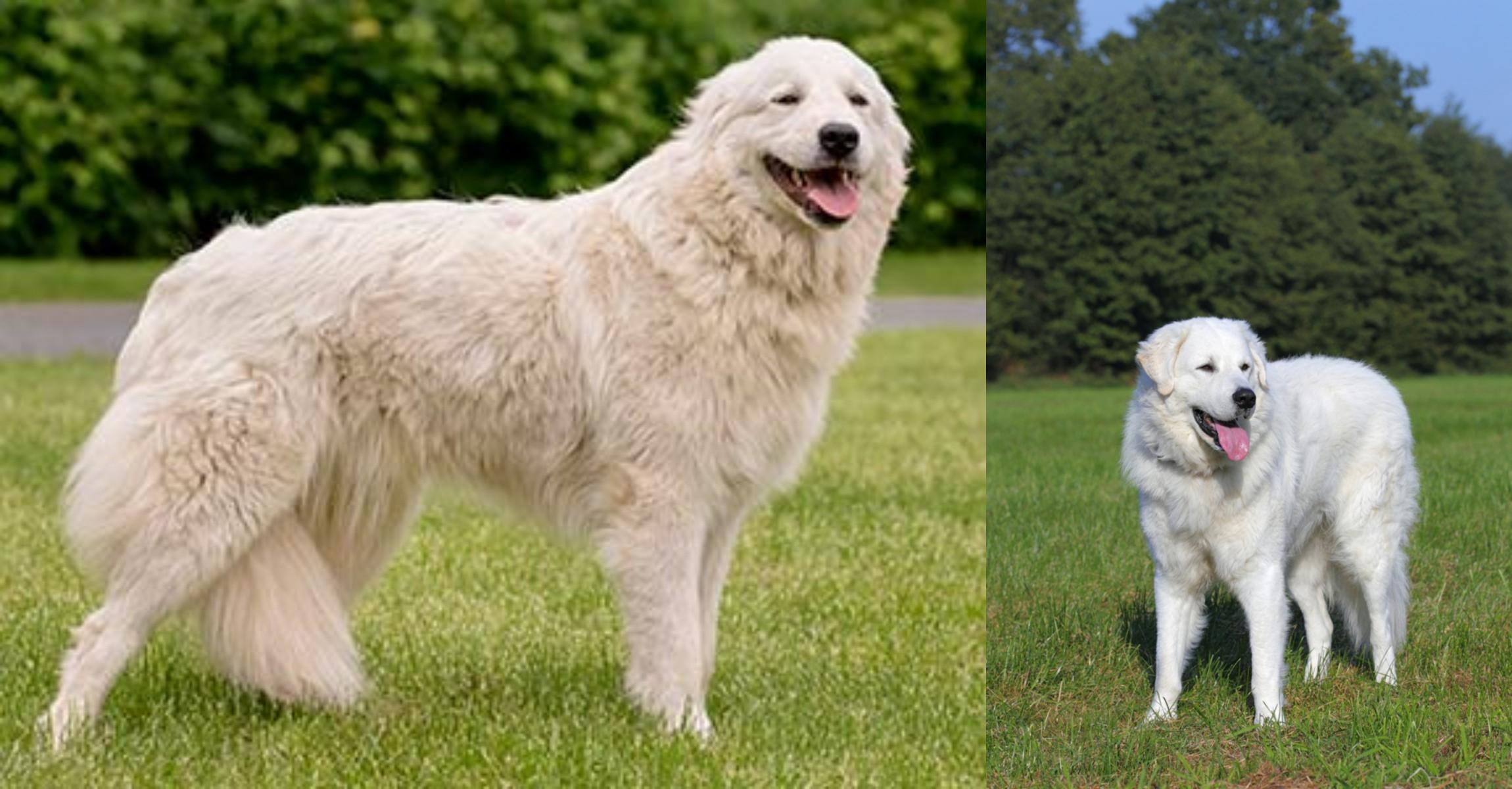 Maremma Sheepdog Vs Kuvasz Breed Comparison Mydogbreeds