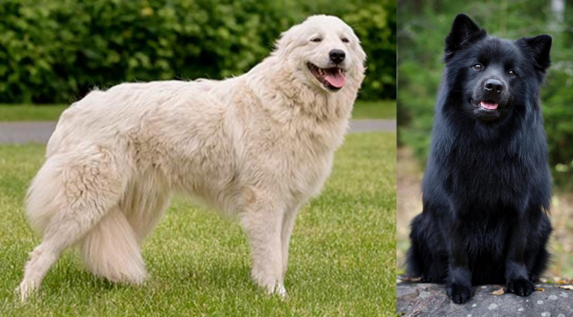 Swedish Lapphund vs Maremma Sheepdog - Breed Comparison