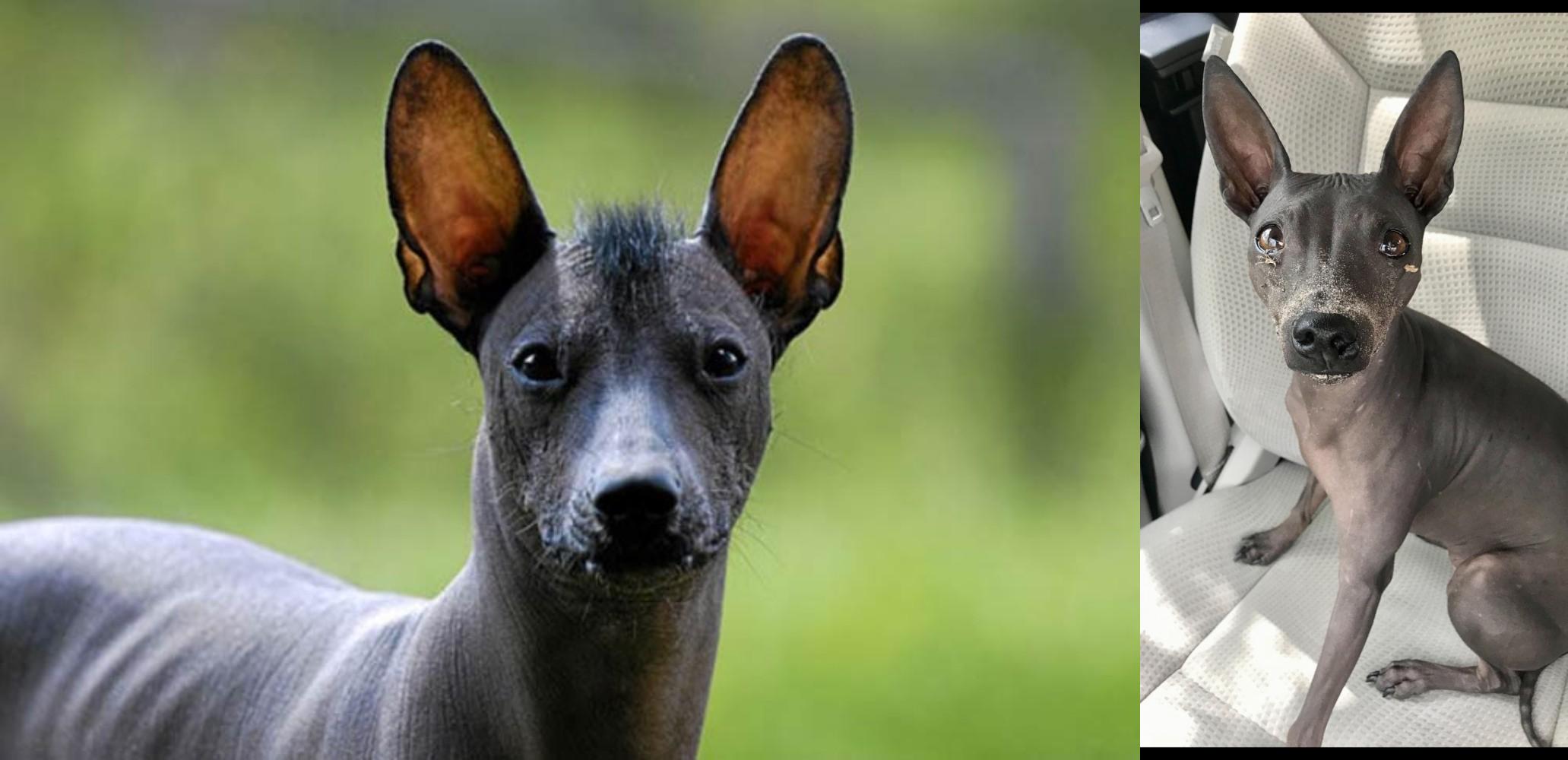 Mexican Hairless Vs American Hairless Terrier Breed Comparison