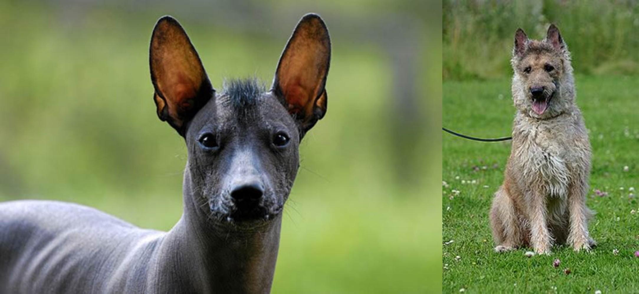 Mexican Hairless Vs Belgian Shepherd Dog Laekenois Breed Comparison