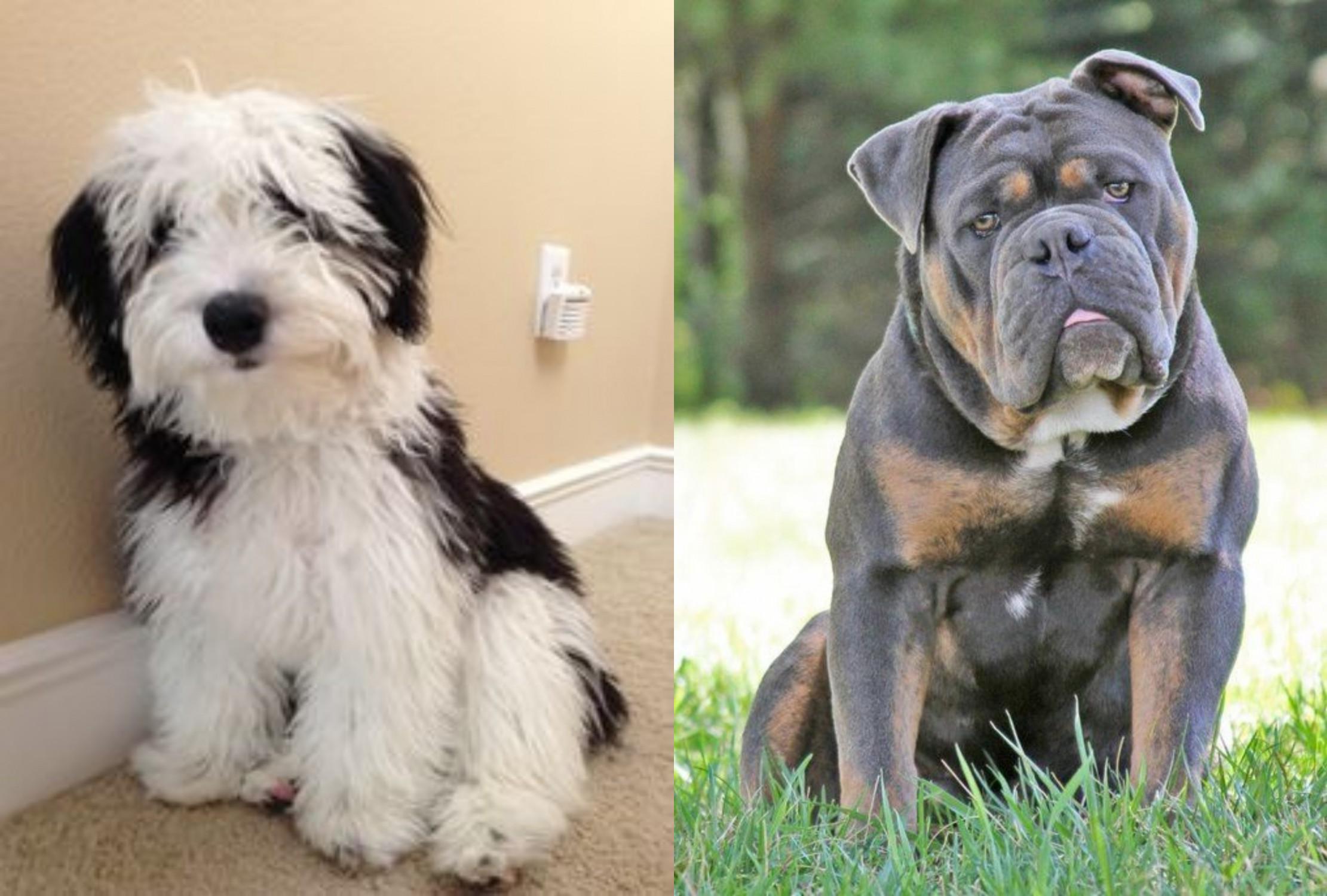 old english sheepadoodle